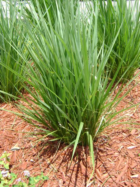 Fakahatchee Grass