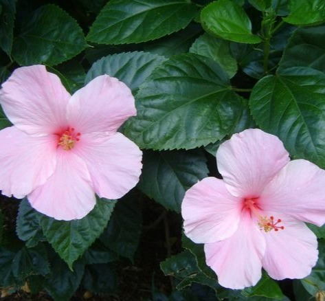 Hibiscus Seminole Pink
