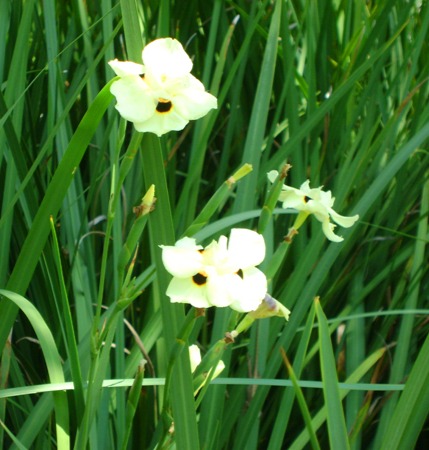 Iris Yellow
