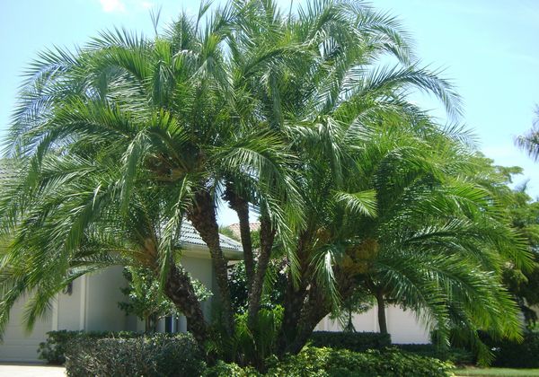 Phoenix Reclinata Palm