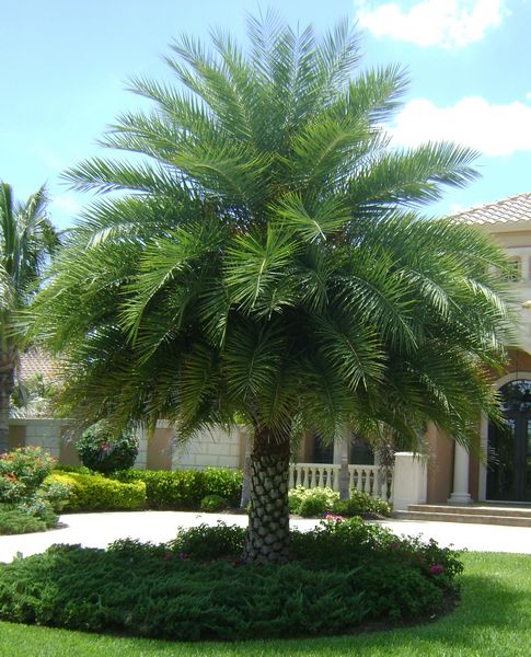 Phonix Sylvestris Palm