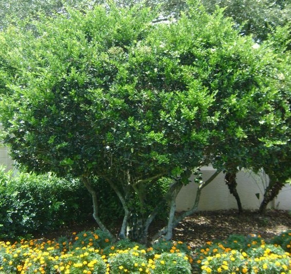 Ligustrum Tree