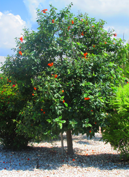 Orange Geiger Tree